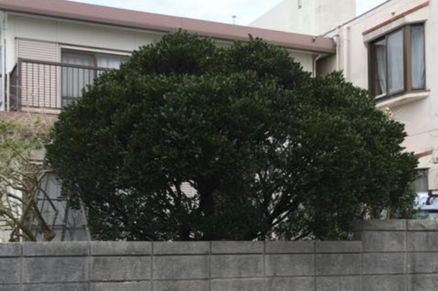 沖縄 剪定作業