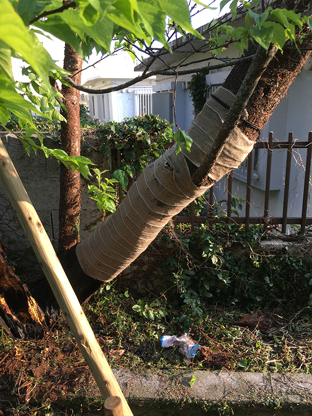 さくら　桜　再生　沖縄