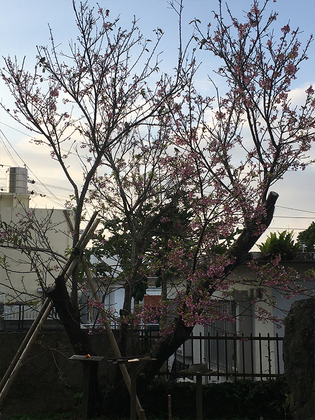 さくら　桜　再生　沖縄