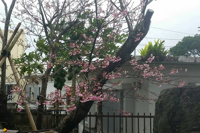 さくら　桜　再生　沖縄