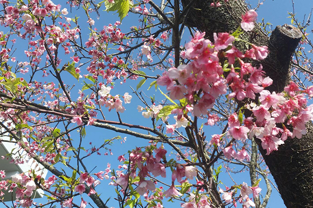 さくら　桜　再生　沖縄